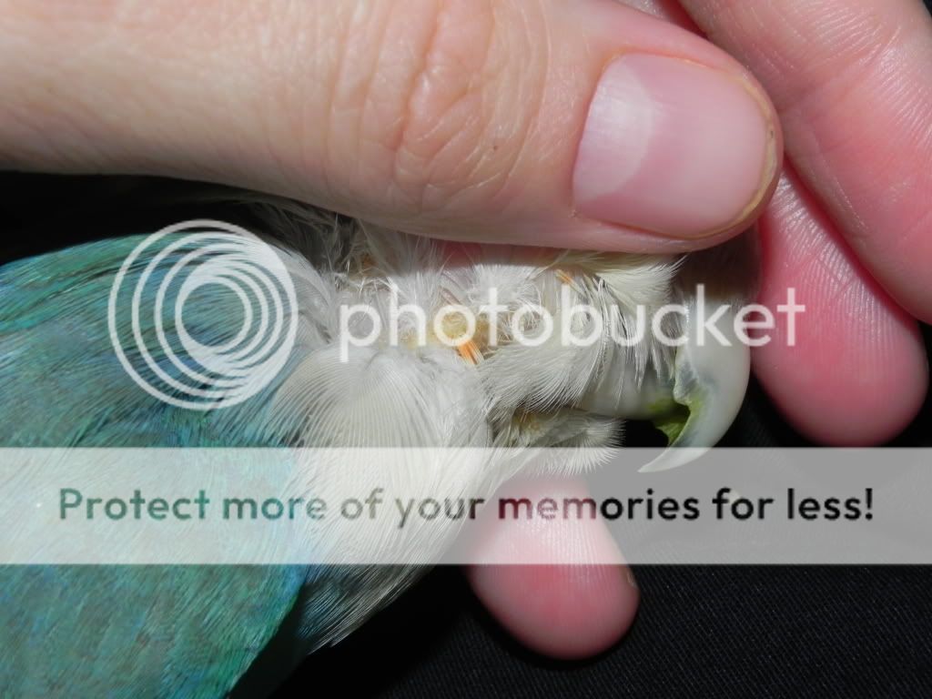 Sick Lovebird possible liver disease Avian Avenue Parrot Forum